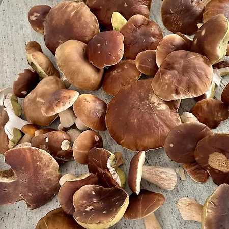 Komfortowy Z Kominkiem Hébergement de vacances Barwice